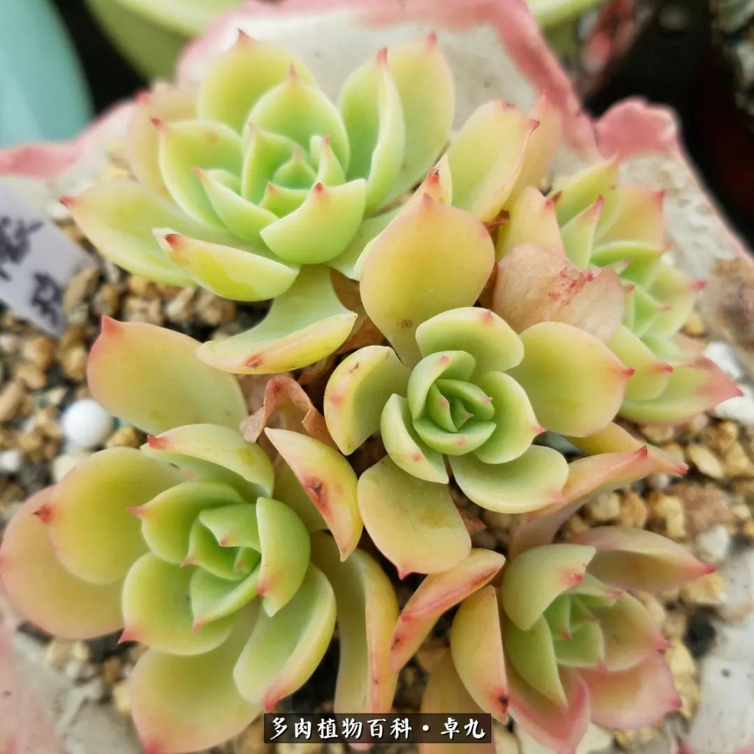 养多肉你遇到的奇葩事,养多肉的男士