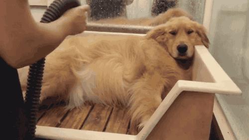 金毛狮王为什么那么多钱,二百元买的金毛