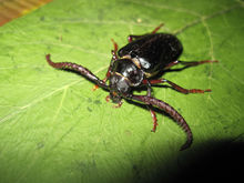 天牛是常见的什么害虫,天牛都是害虫么