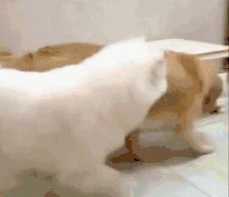 萨摩卖萌,萨摩撒娇卖萌连主人也招架不住