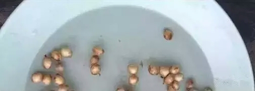 吃完樱桃剩下的籽能种吗怎么种,吃樱桃时不小心吃入樱桃核咋办