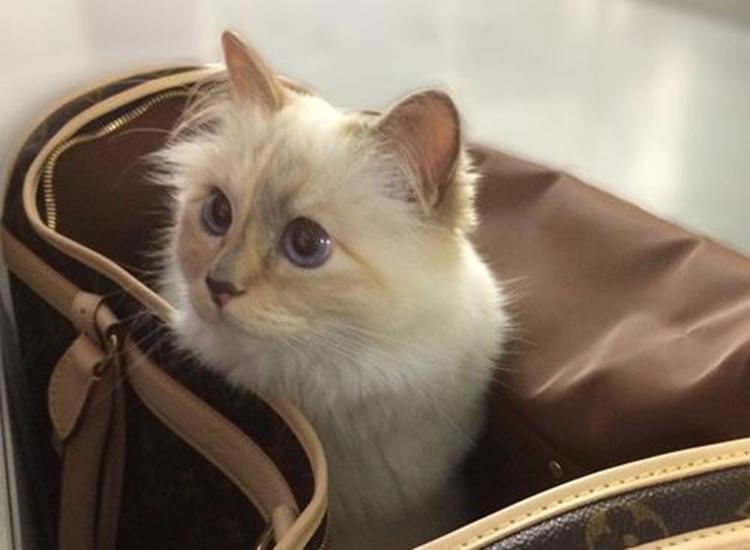 老佛爷家的猫视频,老佛爷养的猫