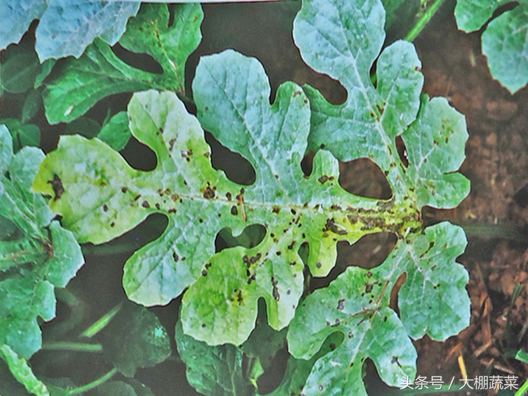 西瓜叶斑病打什么药好,西瓜苗细菌性叶斑病用什么药