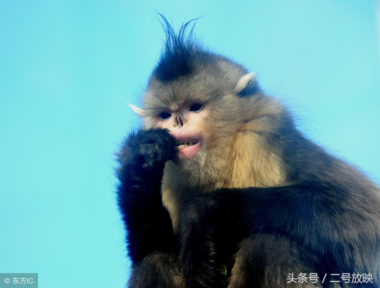 属猴人一生运势月份,哪一个月出生的猴人运气最佳