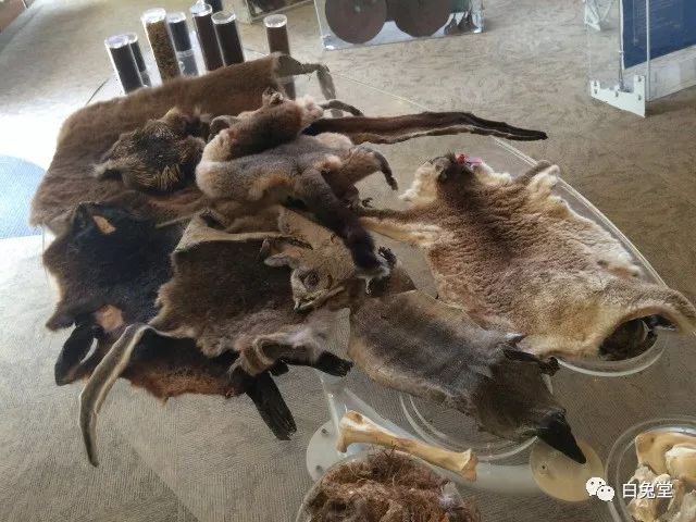 「白兔堂」可能只有不到10%的游客在澳洲玩到了这些！你玩对了吗？