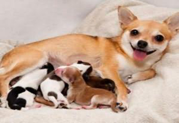 狗狗怀孕了怎么办?这些护理方法你知道吗?