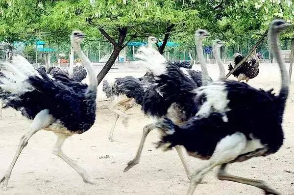 河南迪士尼乐园城堡,郑州迪士尼旅游景点