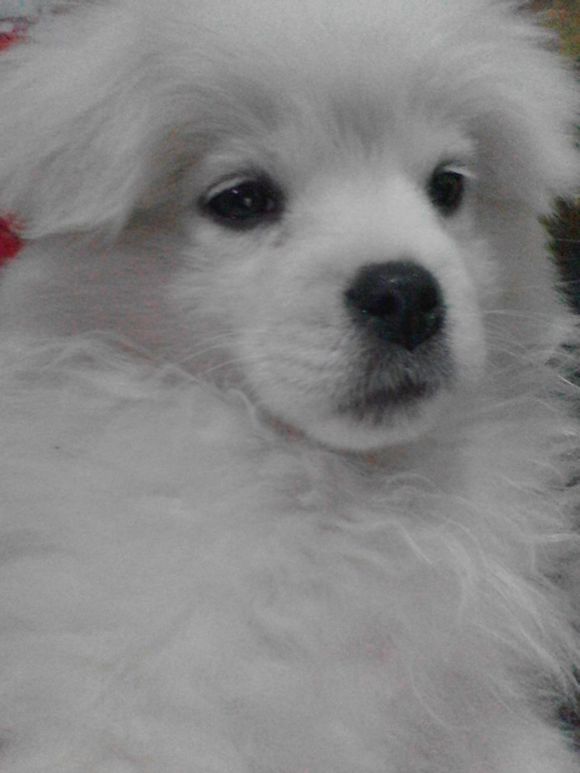 狗瘟怎么治疗彻底,狗瘟怎么治才能彻底好