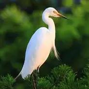 敢不敢来比比鸟？（内含福利）