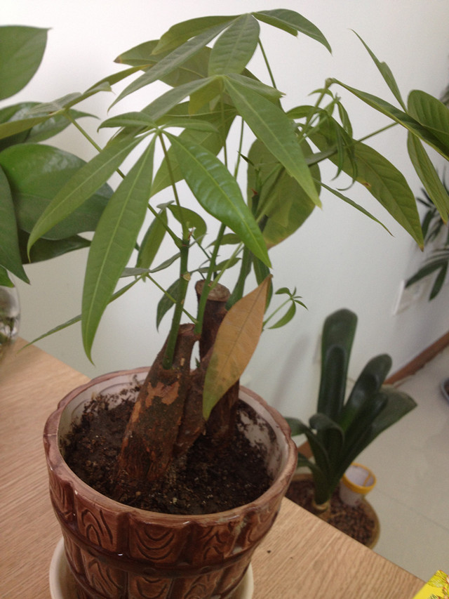 富贵竹水培发财树的养殖方法,水培发财树的叶子黄养殖方法