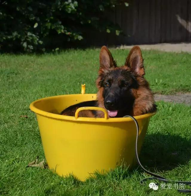 生肌散治疗犬伤口久不愈合