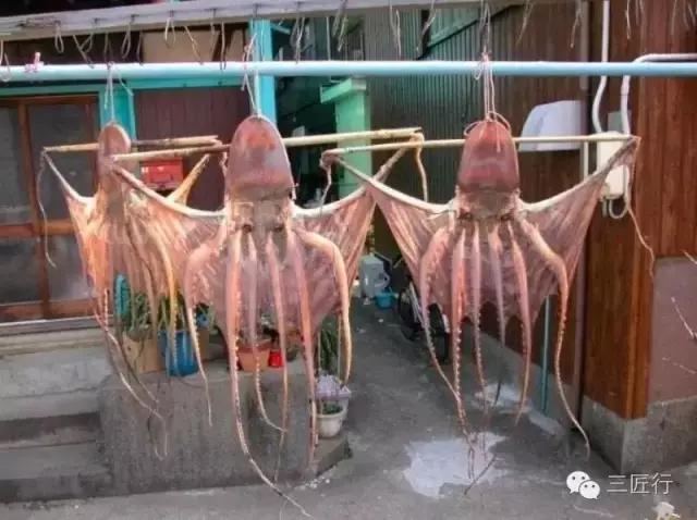 鱿鱼章鱼八爪鱼墨鱼的区别,鱿鱼章鱼乌贼墨鱼哪个好吃