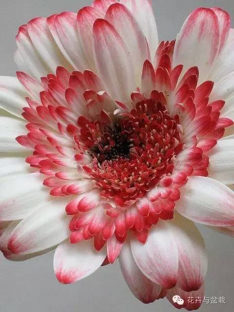 被爱情女神眷顾的植物们,用心感受!