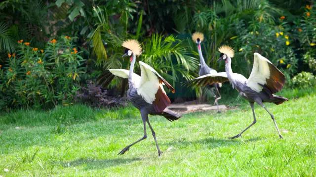 敢不敢来比比鸟？（内含福利）