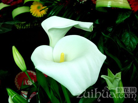 马蹄莲开花期间养护注意什么问题,马蹄莲开花后落了怎么处理