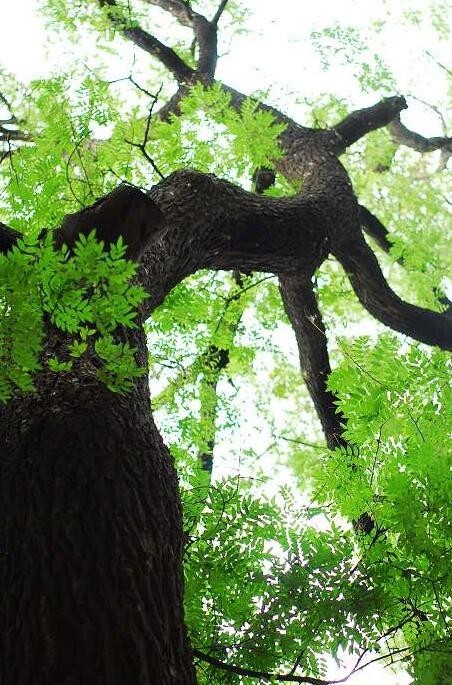 关于绿槐的诗文,绿槐阴最厚全诗