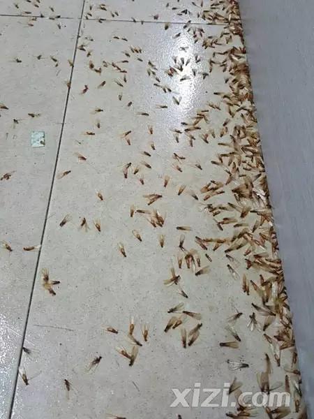 超恐怖！惠州一民居被几千只不速之客闯入