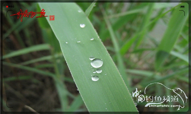 风雨无阻之我爱飞鱼去‘*欢寻**’！