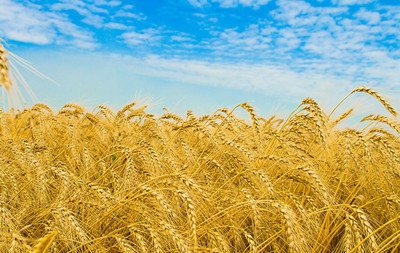 桃太郎与西瓜太郎电视剧,桃太郎与西瓜太郎电影