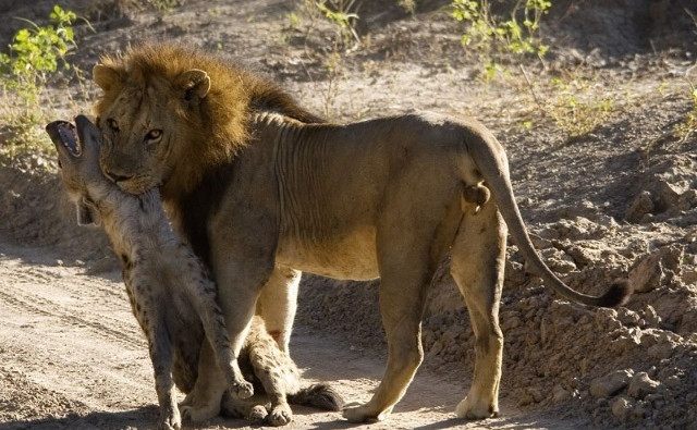喜欢活吃动物胎儿，爱舔丁丁表示臣服，也是草原之王