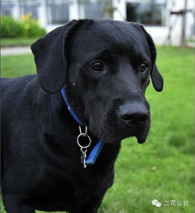 各种狗狗及其身价，狗迷们赶紧收藏起来