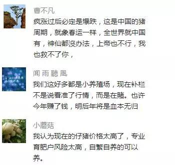 养猪人如何应对猪价变化,养猪新政策最近猪价