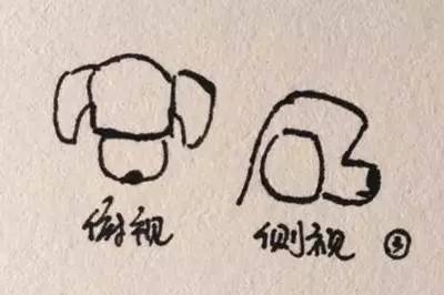 泰迪装修剪：耳朵放下来脸就变形怎么办？