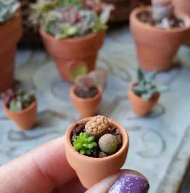 ins多肉,外国大神多肉