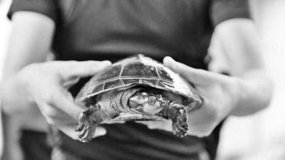 “慢产业”如何驶上快车道？