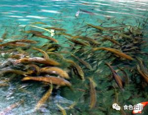 云南淡水鱼类图鉴,云南鱼类有哪些