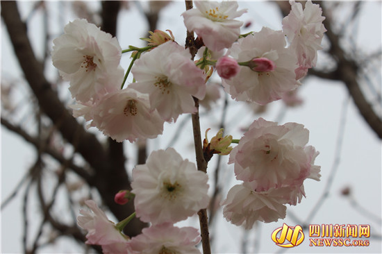 四川眉山樱花博览园,眉山岷江樱花视频