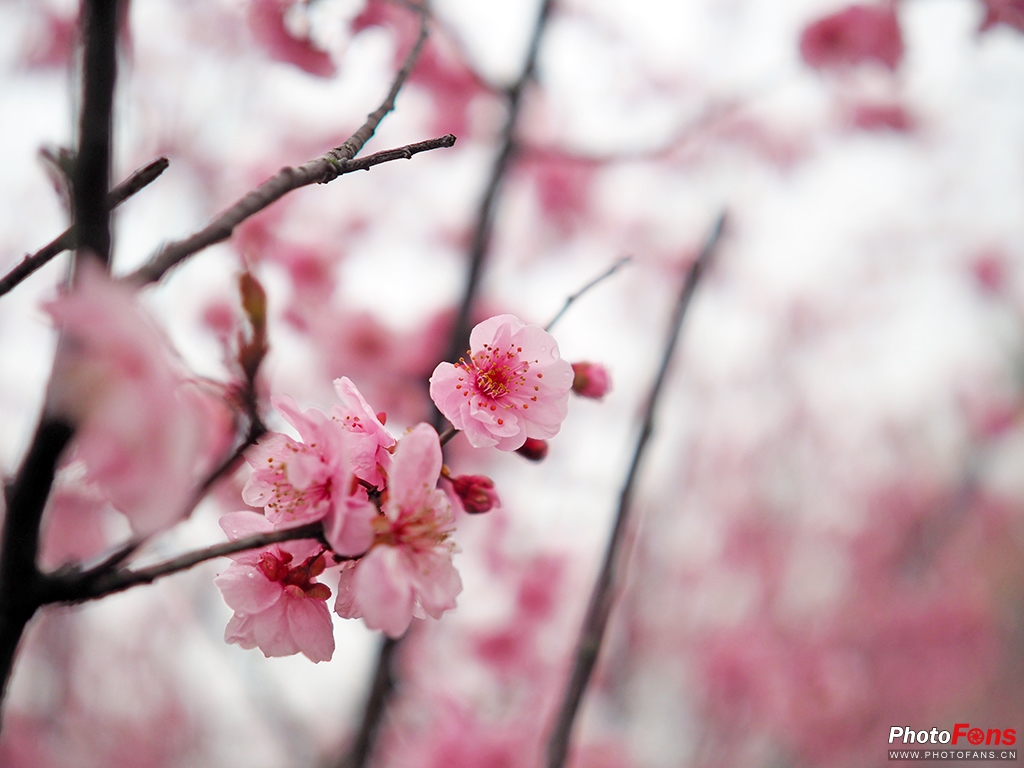 奥林巴斯超长焦镜头1000定焦,奥林巴斯17mmf1.2镜头评测