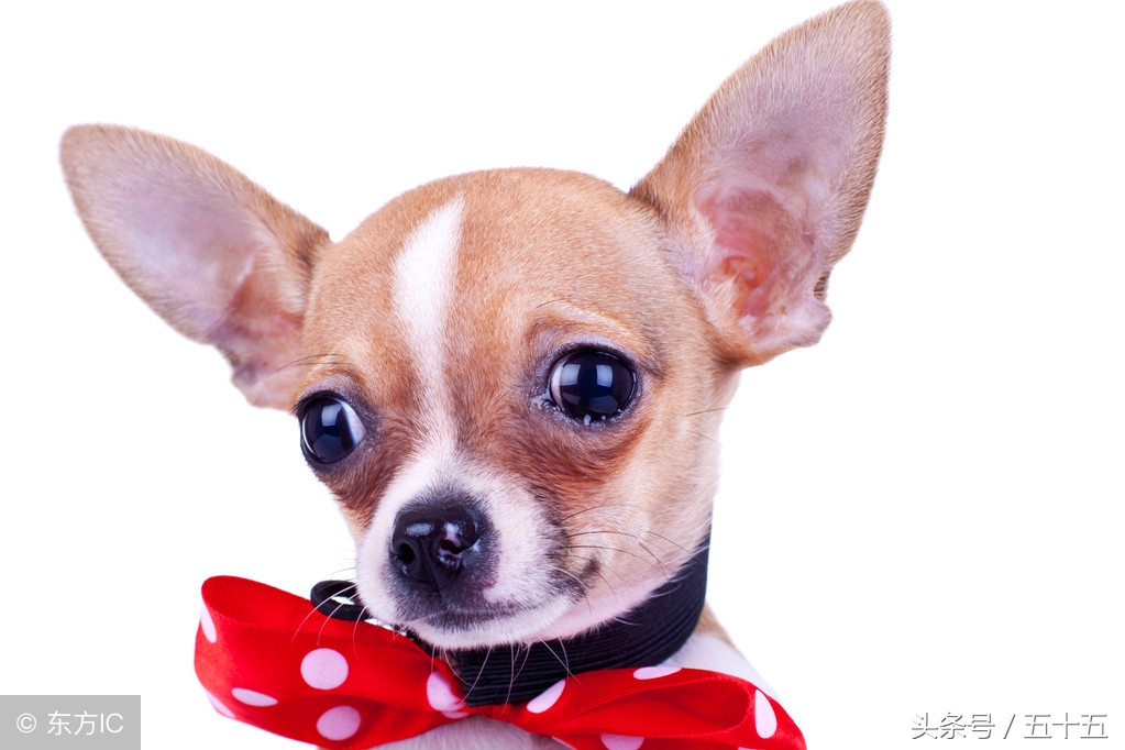 閫佺嫍鐙楀涓ソ浜哄骞夸笢,鏇跨嫍鐙楁壘鍒板ソ浜哄