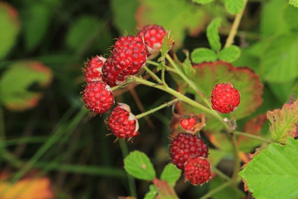 农村常见100种野花图片及名称,农村常见的50种野花名字