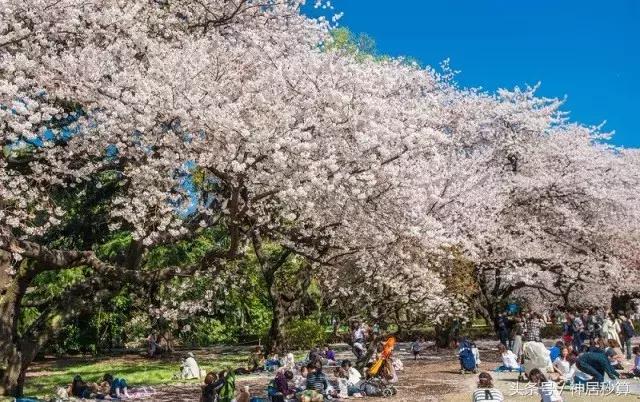 3月东京樱花,东京买房最新信息