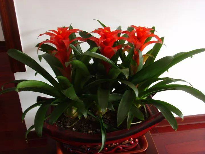 花叶子干枯一碰就掉怎么补救,杜鹃花叶子干枯一碰就掉