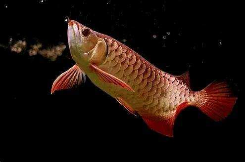 43公分宽的鱼缸可以养多大的龙鱼,鱼缸宽50能养龙鱼么