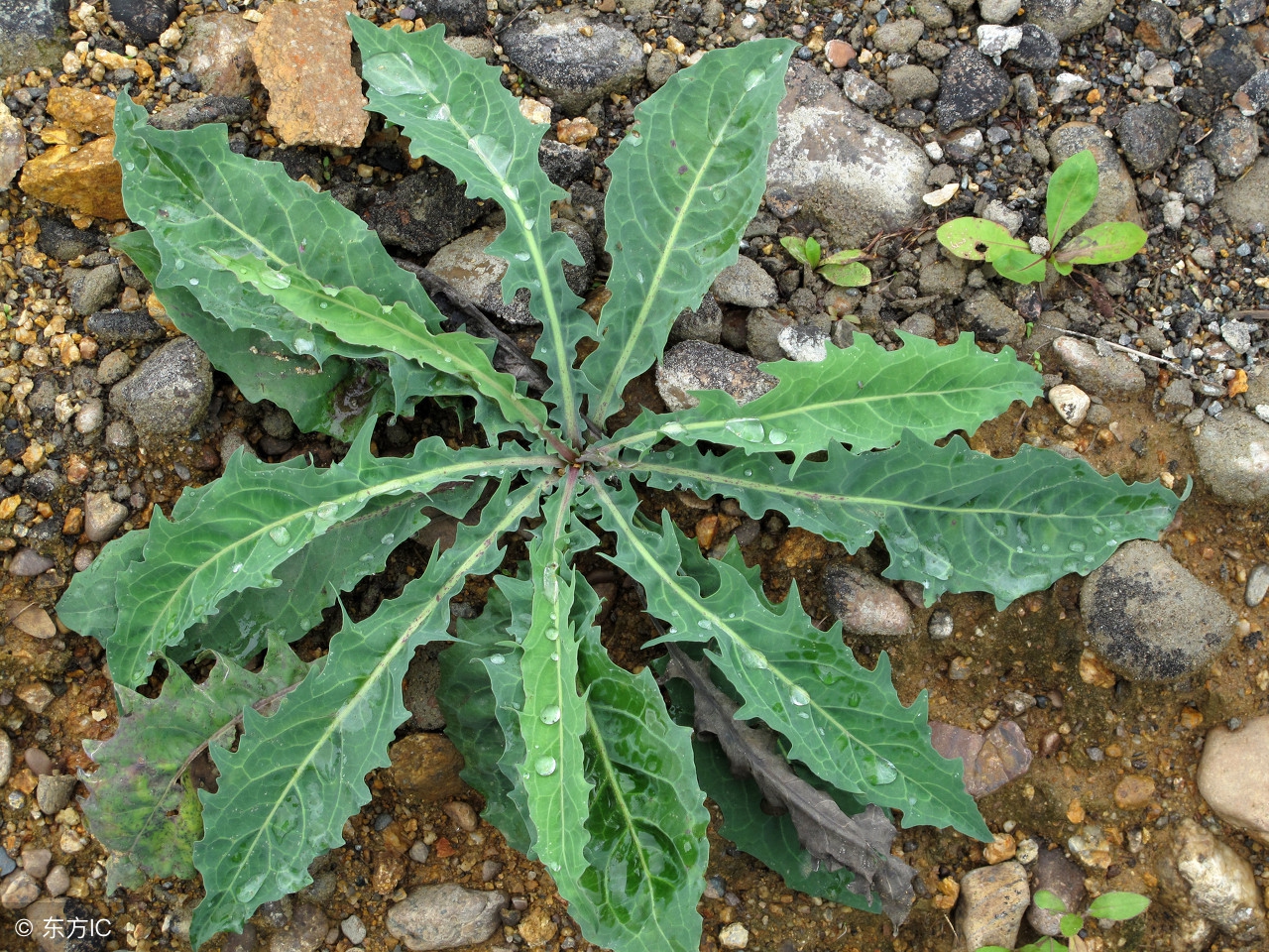 我们身边常见又叫不上名的植物,身边常见的中草药植物