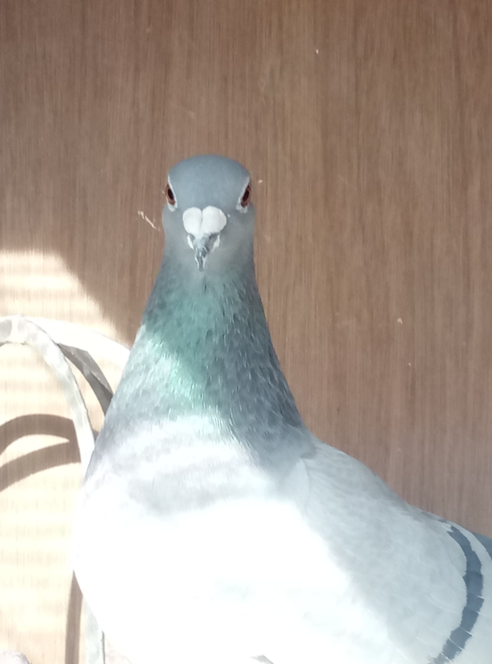 自由繁殖鸽子,鸽子自由放养自然配对