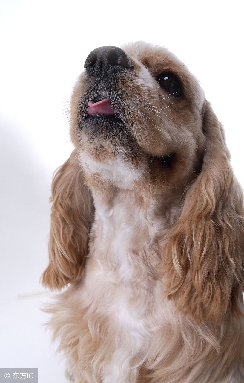 中国十大最好的狗狗是哪十个,全国十大宠物狗排名榜