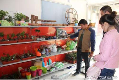 卖盆景一年挣多少钱,没有商业头脑的男人