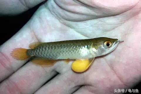 过背金龙鱼成长记录,过背金龙鱼1个月能长多少