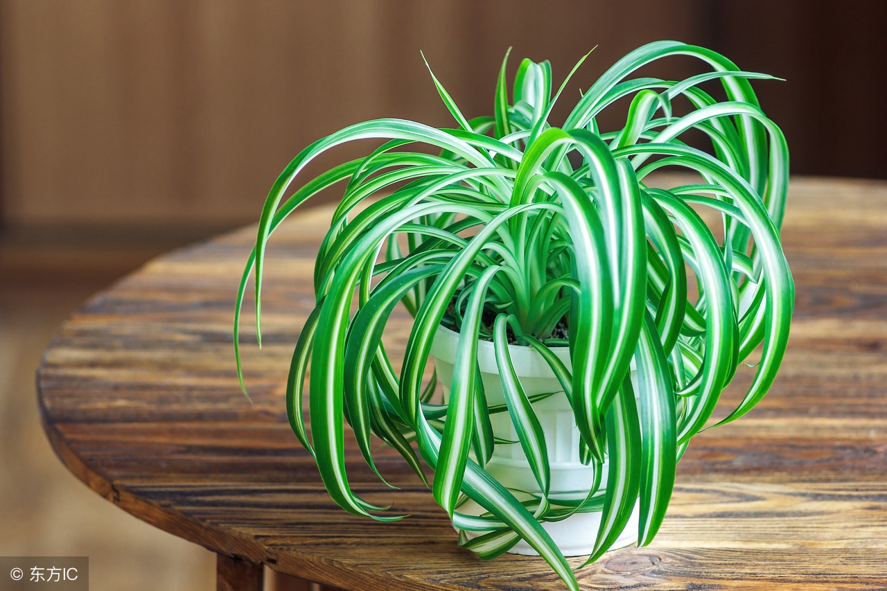 除甲醛的植物放在家里的有哪种,新房除甲醛哪种植物最好最有效