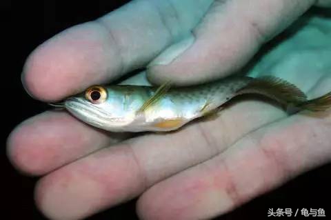 过背金龙鱼成长记录,过背金龙鱼1个月能长多少