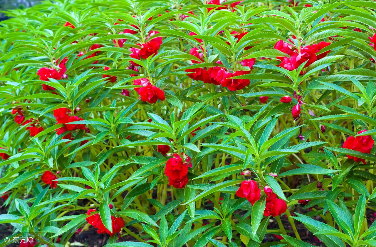 蛇虫鼠蚁咬伤怎么处理,蛇虫鼠蚁怕什么药物