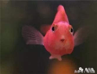 起头鹦鹉鱼介绍,白色鹦鹉鱼和黑白条鹦鹉鱼