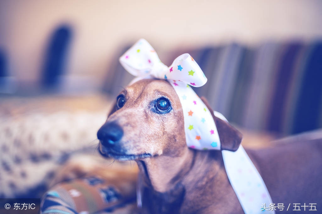 狗狗护食打得狠有事吗,狗狗护食要不要纠正