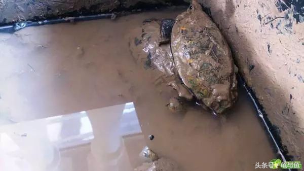 冬眠的正确疗法,冬眠的动物都怎么样越冬