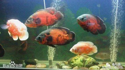 热带鱼地图和什么混养,小热带鱼混养换水视频