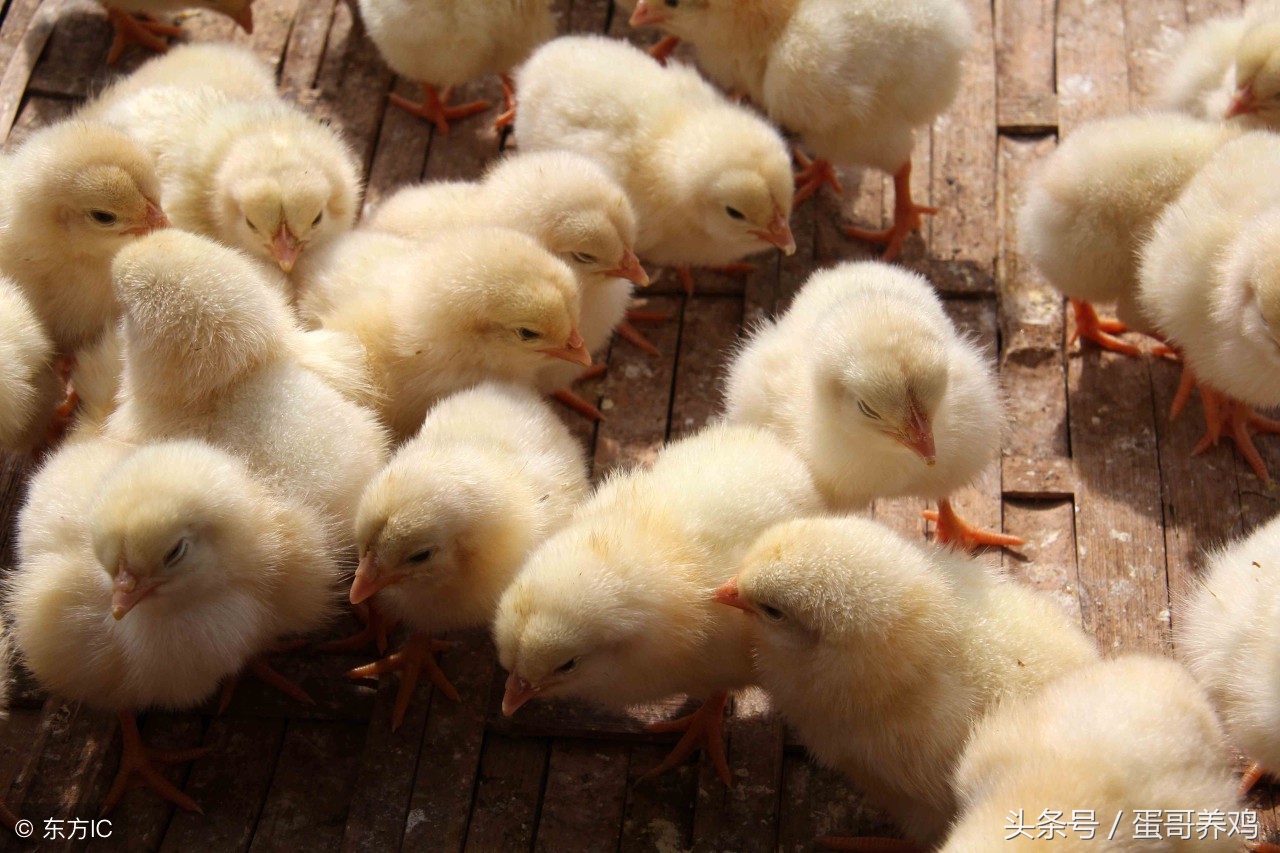 腺肌胃炎的鸡怎样治疗,养鸡怎么治疗鸡胃炎